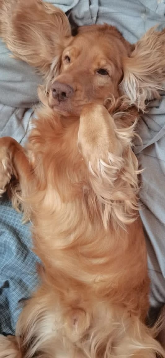 Пропала собака в Петропавловске-Камчатском — фото объявления