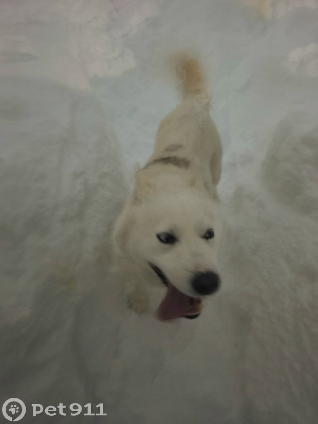 Пропала собака в Петропавловске-Камчатском — фото объявления