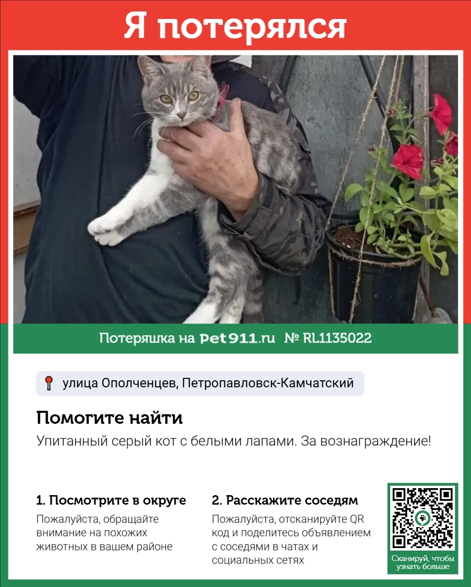Пропала кошка в Петропавловске-Камчатском — фото объявления