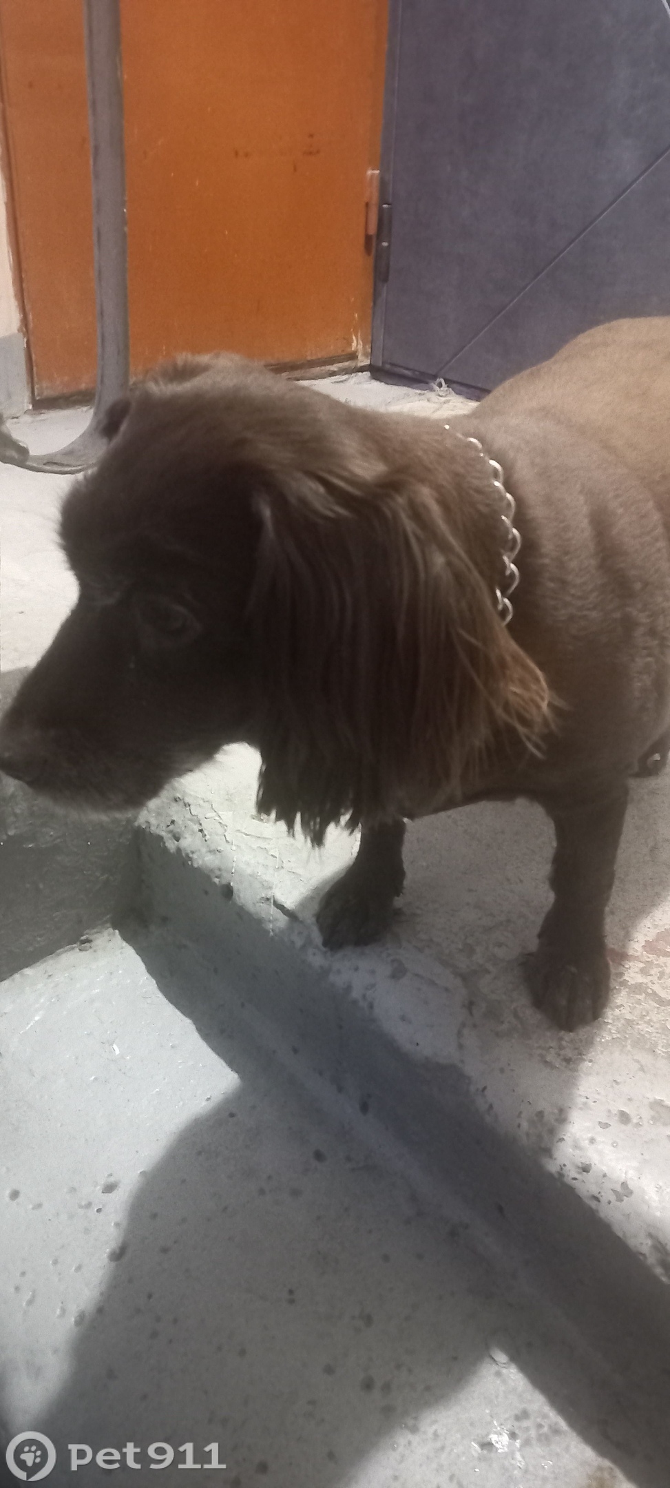 Найдена собака в Петропавловске-Камчатском — фото объявления