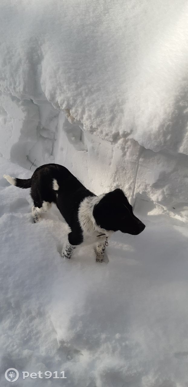 Найдена собака в Петропавловске-Камчатском — фото объявления