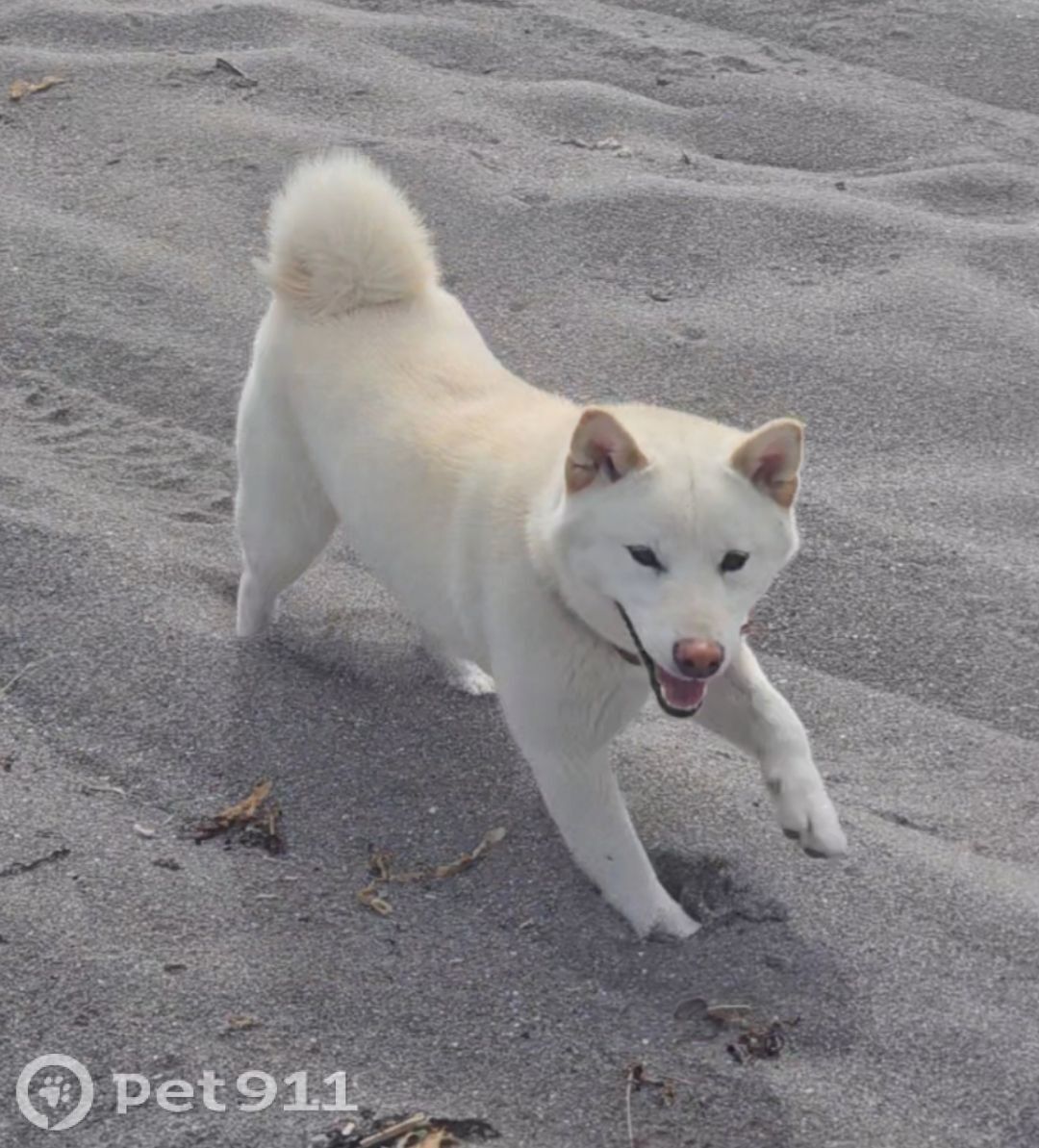 Пропала собака в Петропавловске-Камчатском — фото объявления