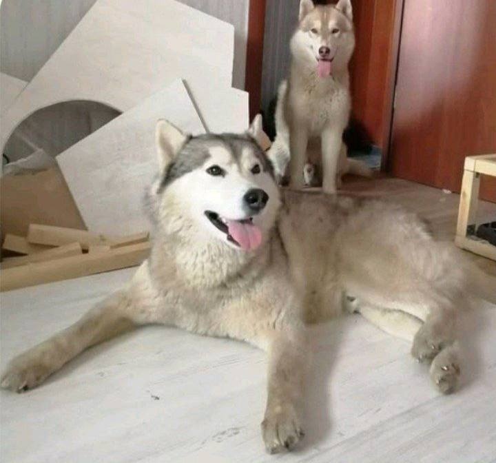 Пропала собака в Петропавловске-Камчатском — фото объявления