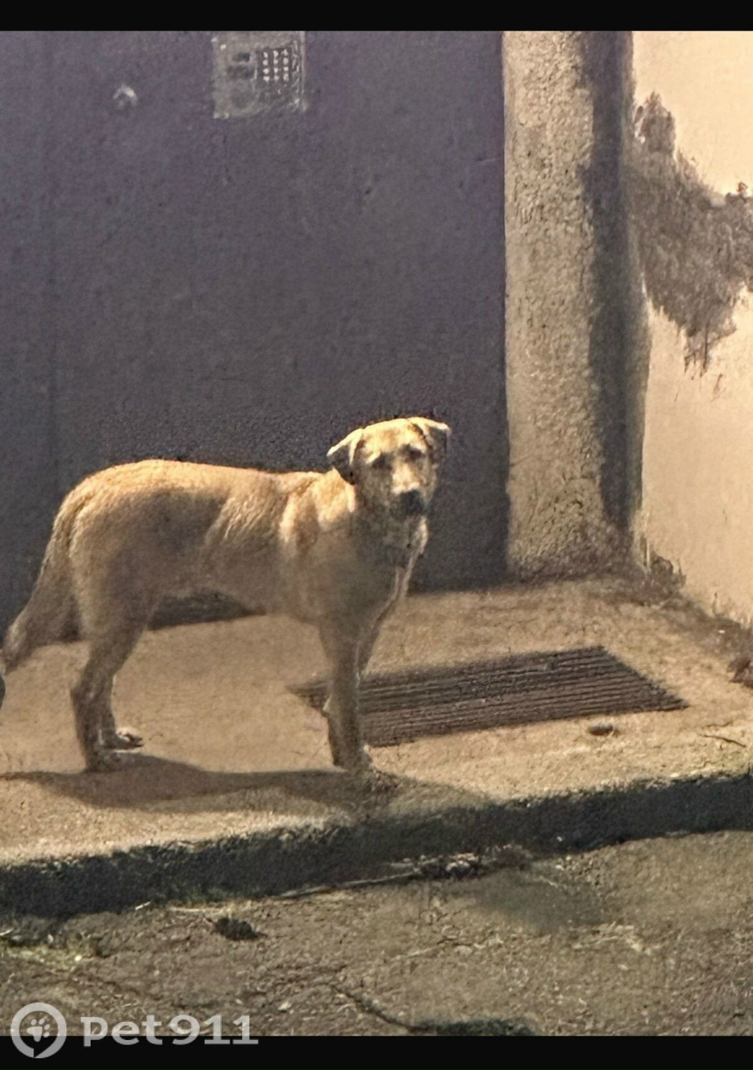 Найдена собака в Петропавловске-Камчатском — фото объявления