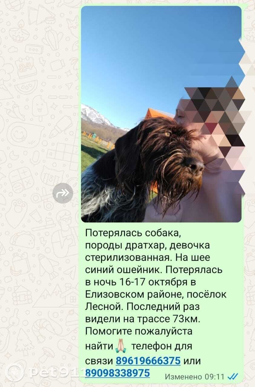 Пропала собака в Петропавловске-Камчатском — фото объявления