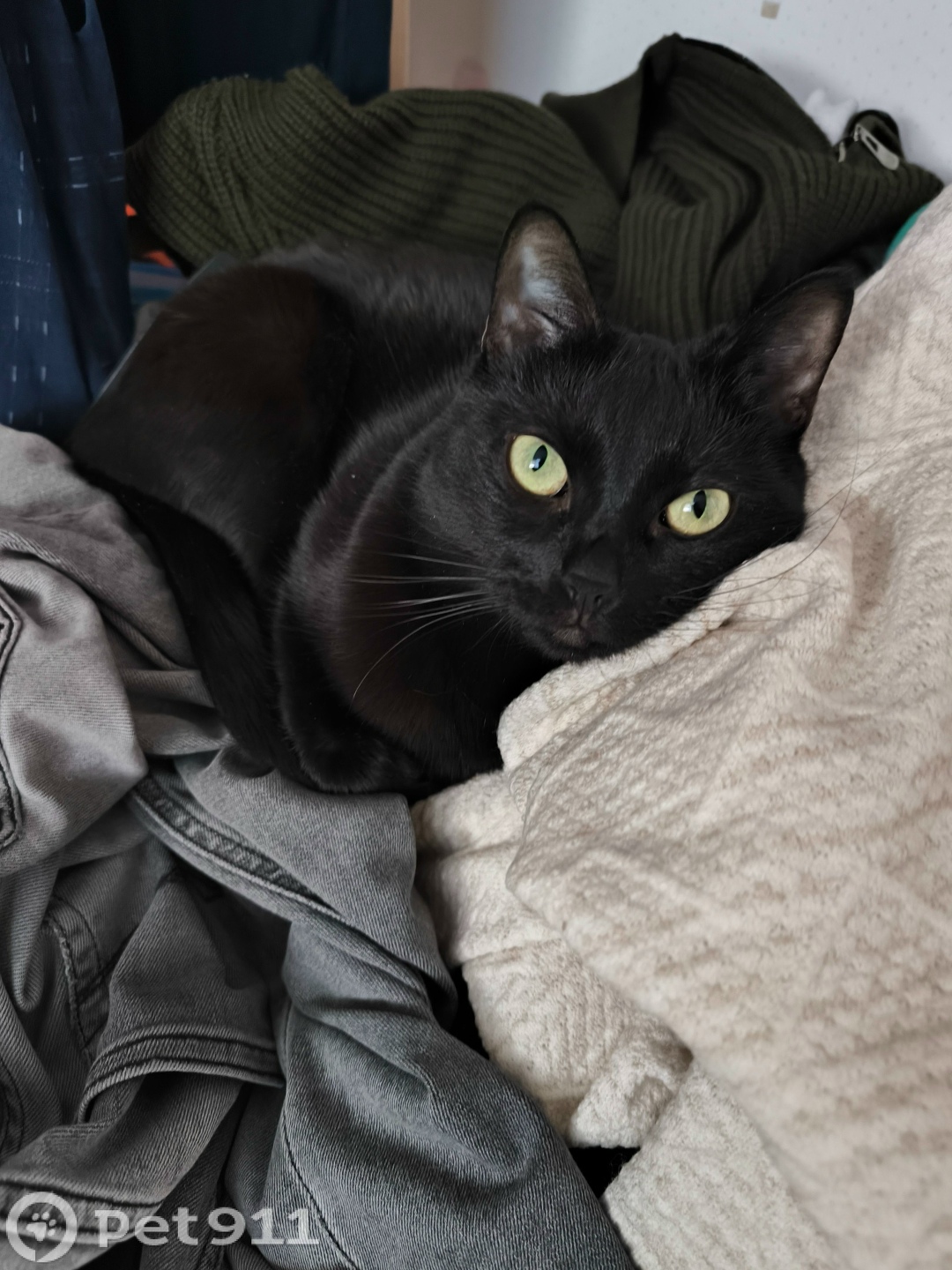 Пропала кошка в Петропавловске-Камчатском — фото объявления