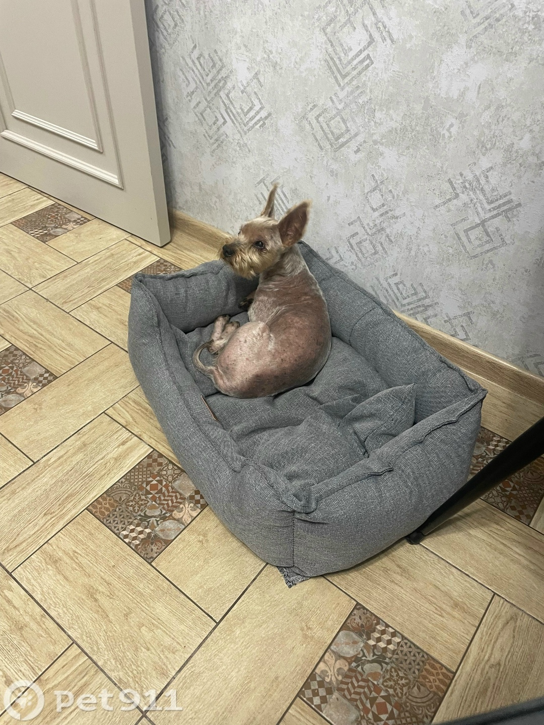 Пропала собака в Петропавловске-Камчатском — фото объявления