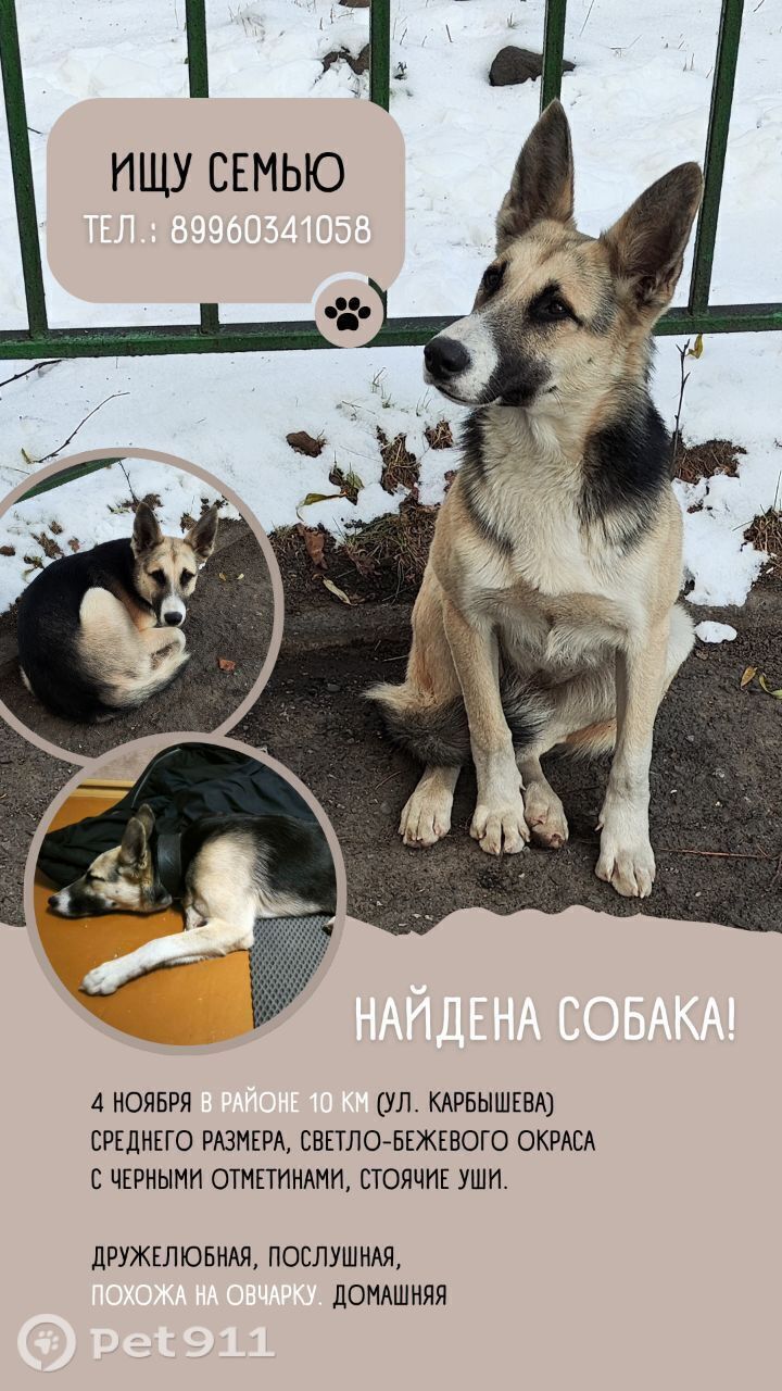 Найдена собака в Петропавловске-Камчатском — фото объявления