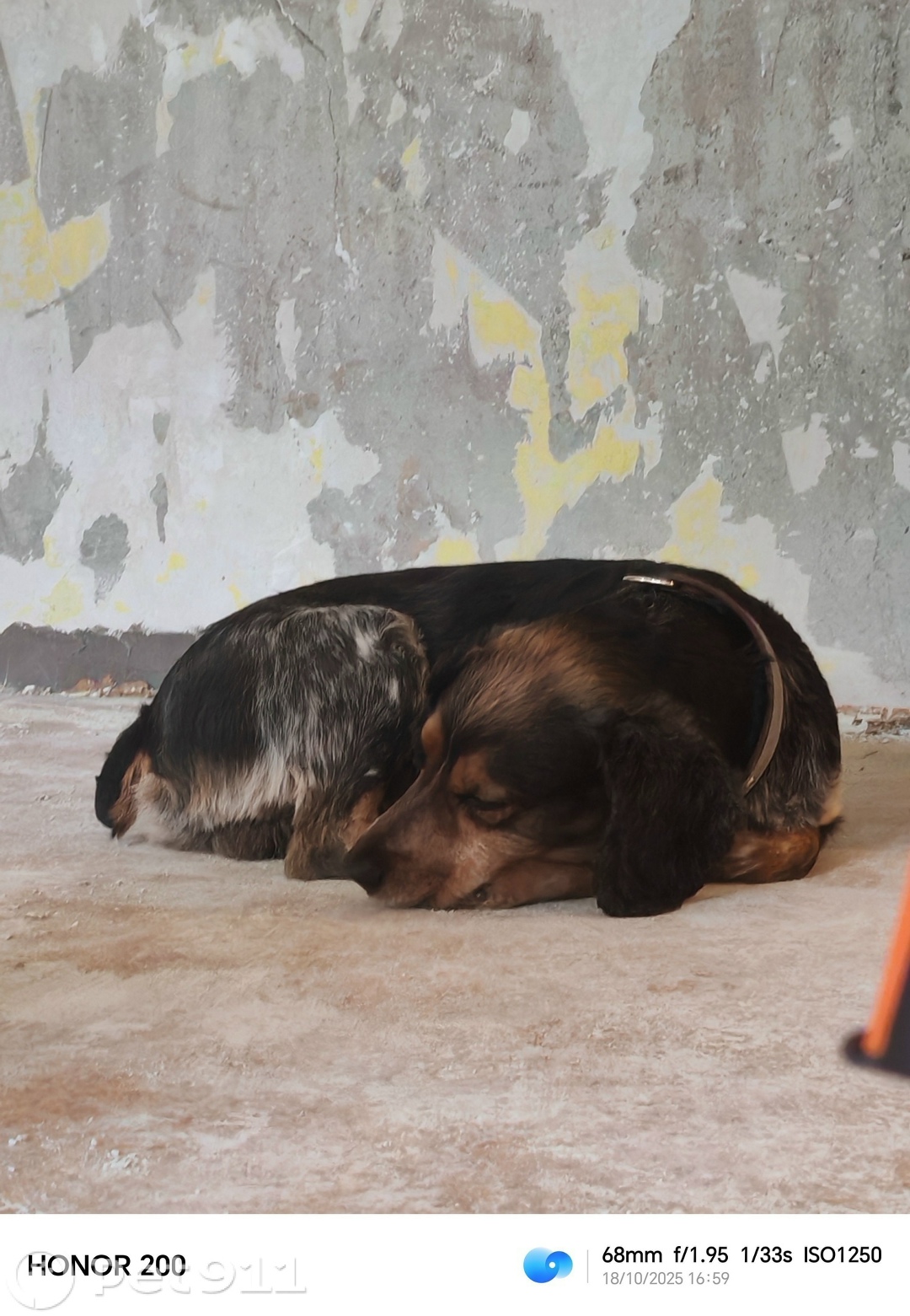 Пропала собака в Петропавловске-Камчатском — фото объявления
