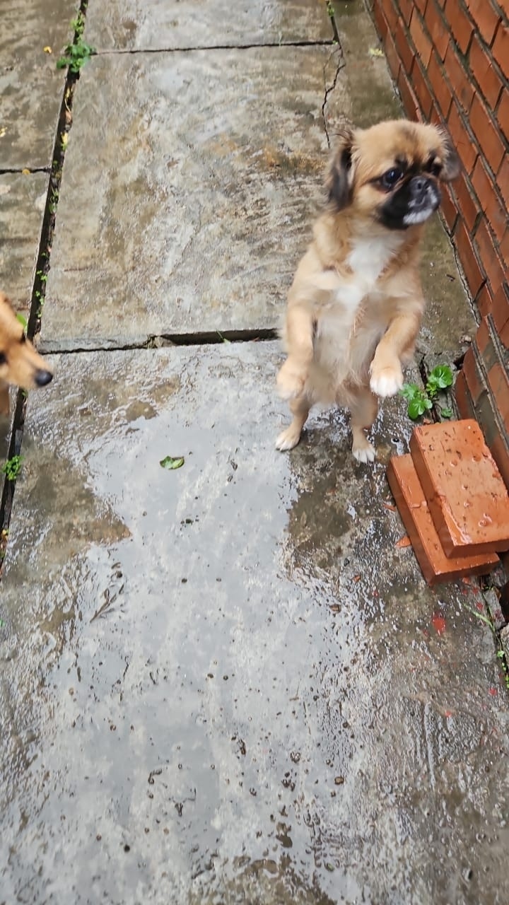 Найдена собака в Пятигорске — фото объявления