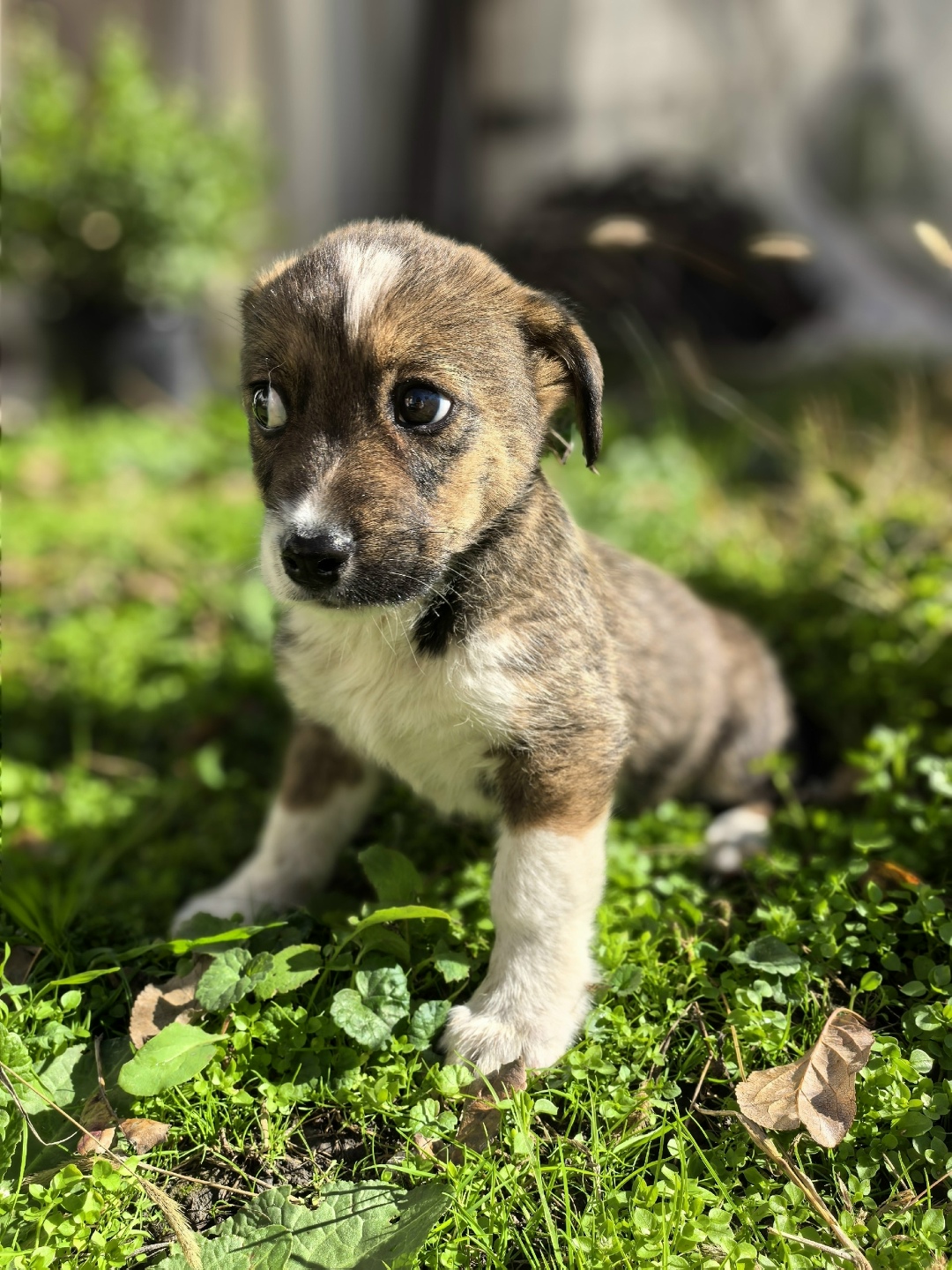 Найдена собака в Пятигорске — фото объявления