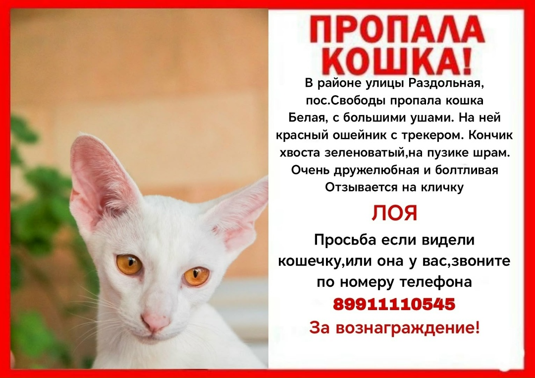 Пропала кошка в Пятигорске — фото объявления
