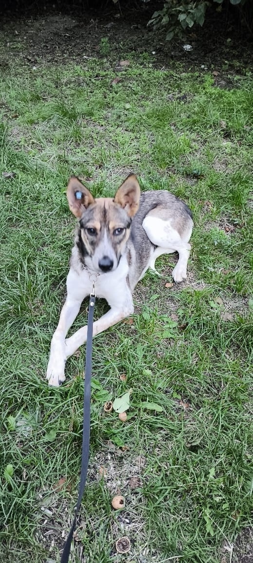 Найдена собака в Пятигорске — фото объявления