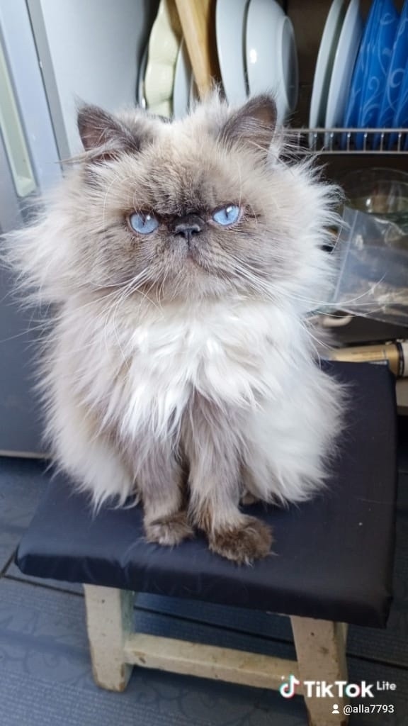 Пропала кошка в Пятигорске — фото объявления