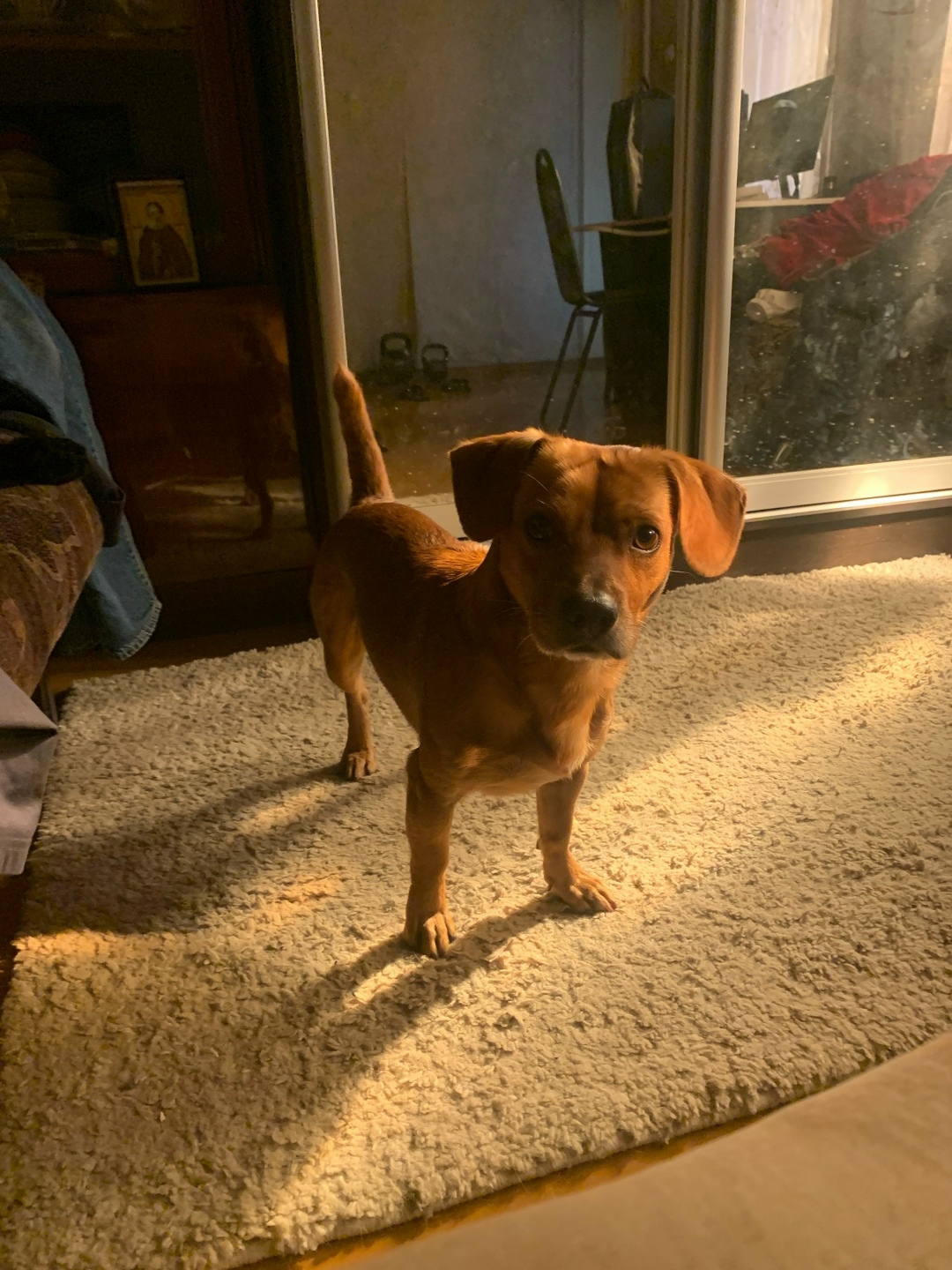 Пропала собака в Пятигорске — фото объявления