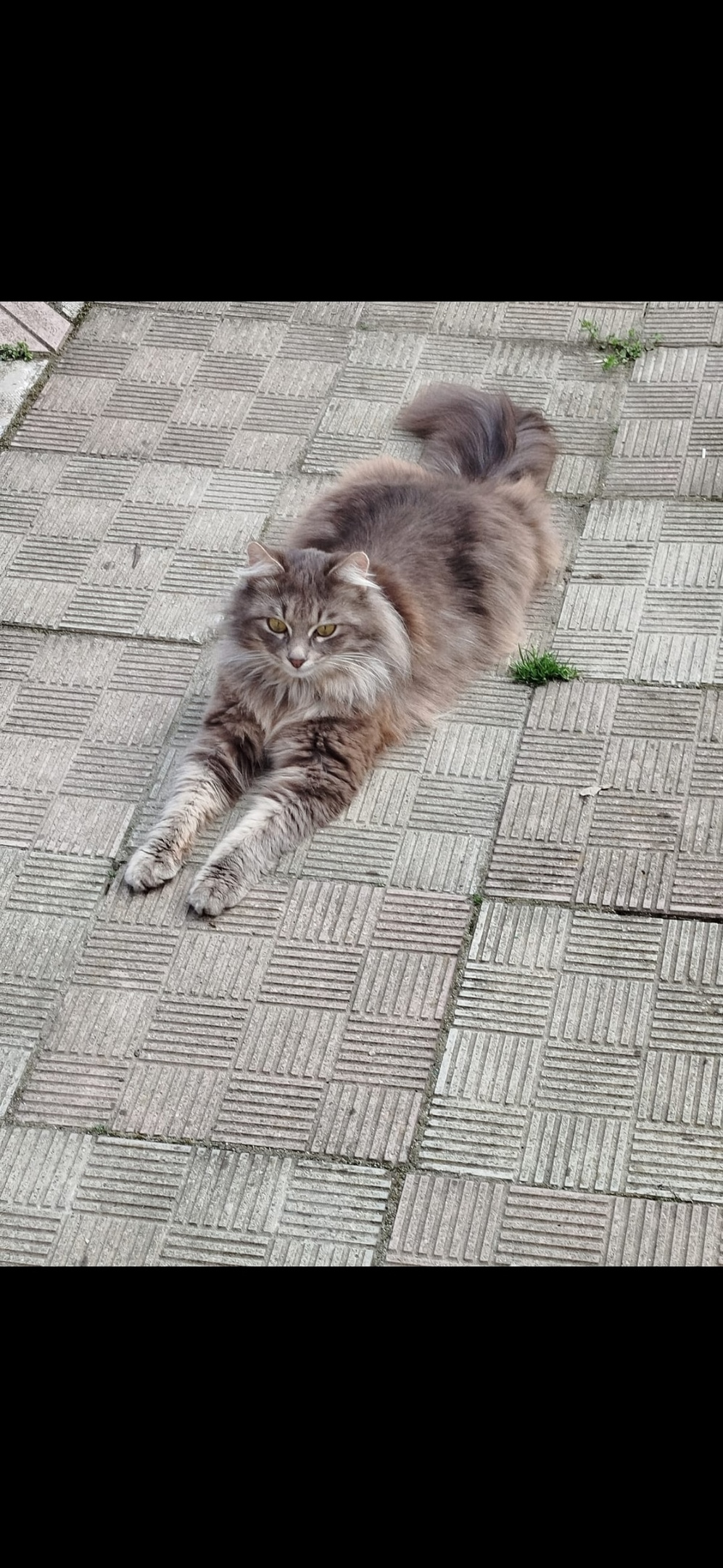 Пропала кошка в Пятигорске — фото объявления