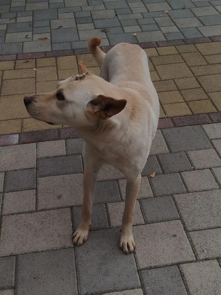 Найдена собака в Пятигорске — фото объявления