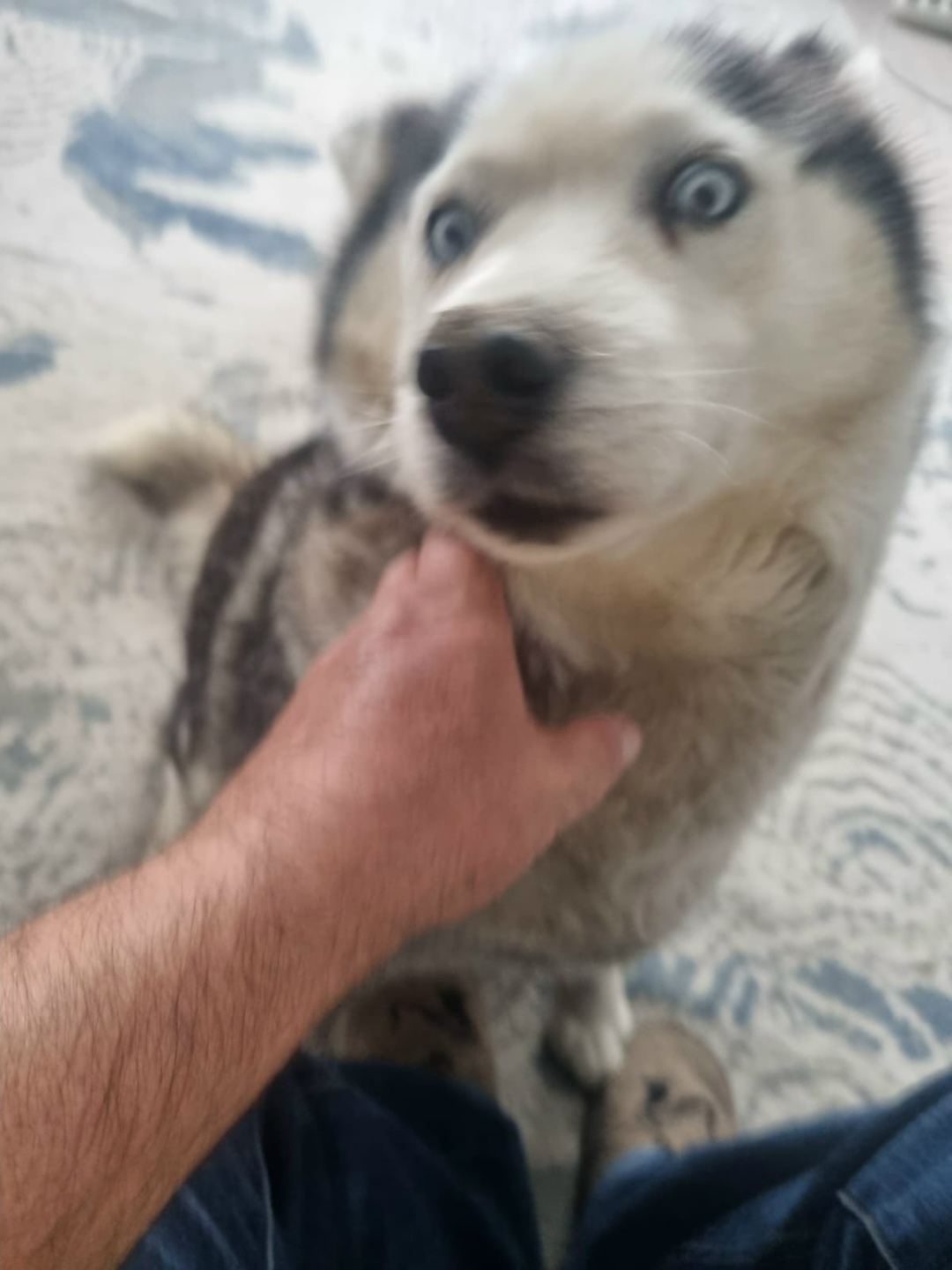 Пропала собака в Пятигорске — фото объявления