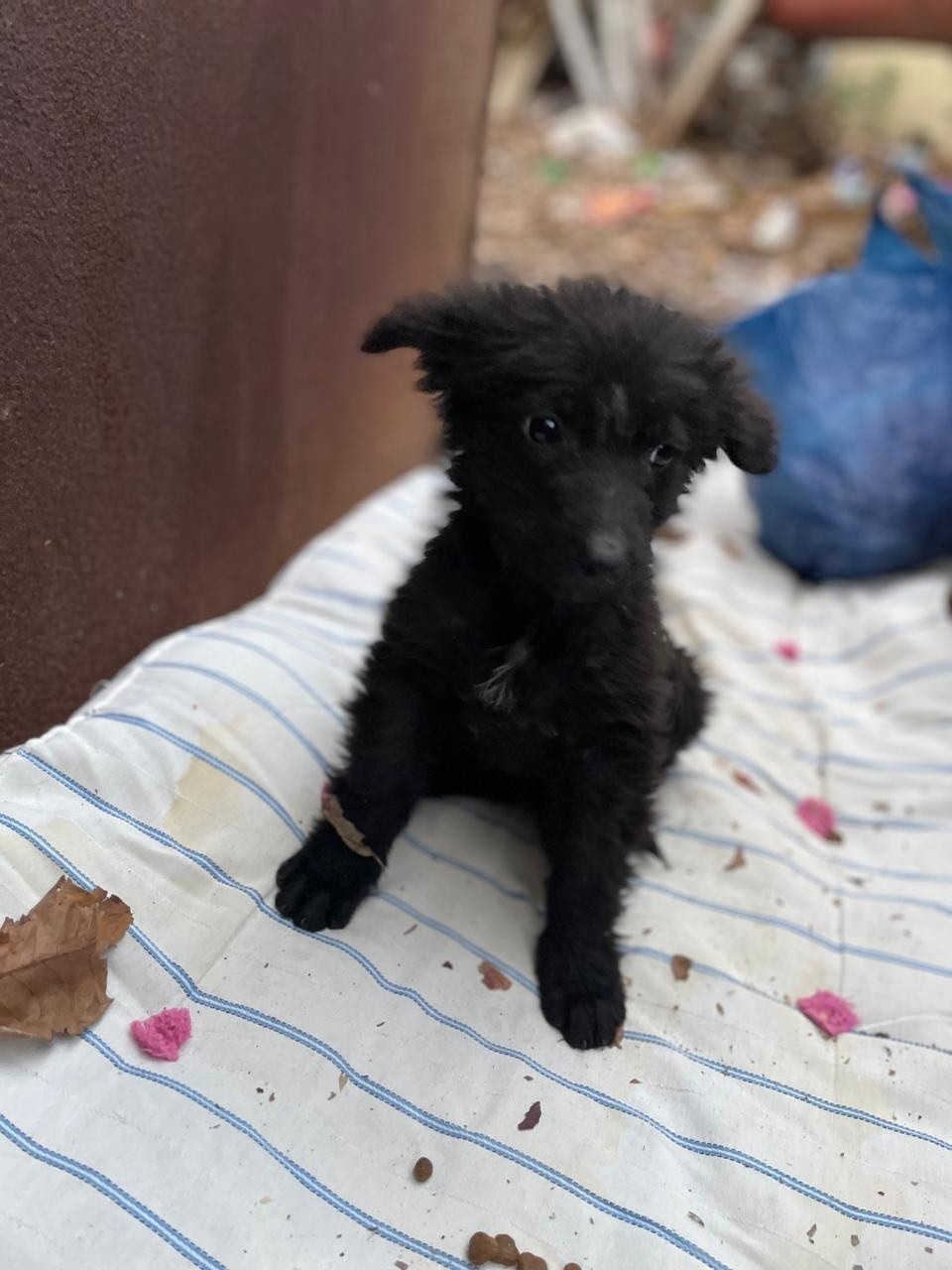 Найдена собака в Пятигорске — фото объявления