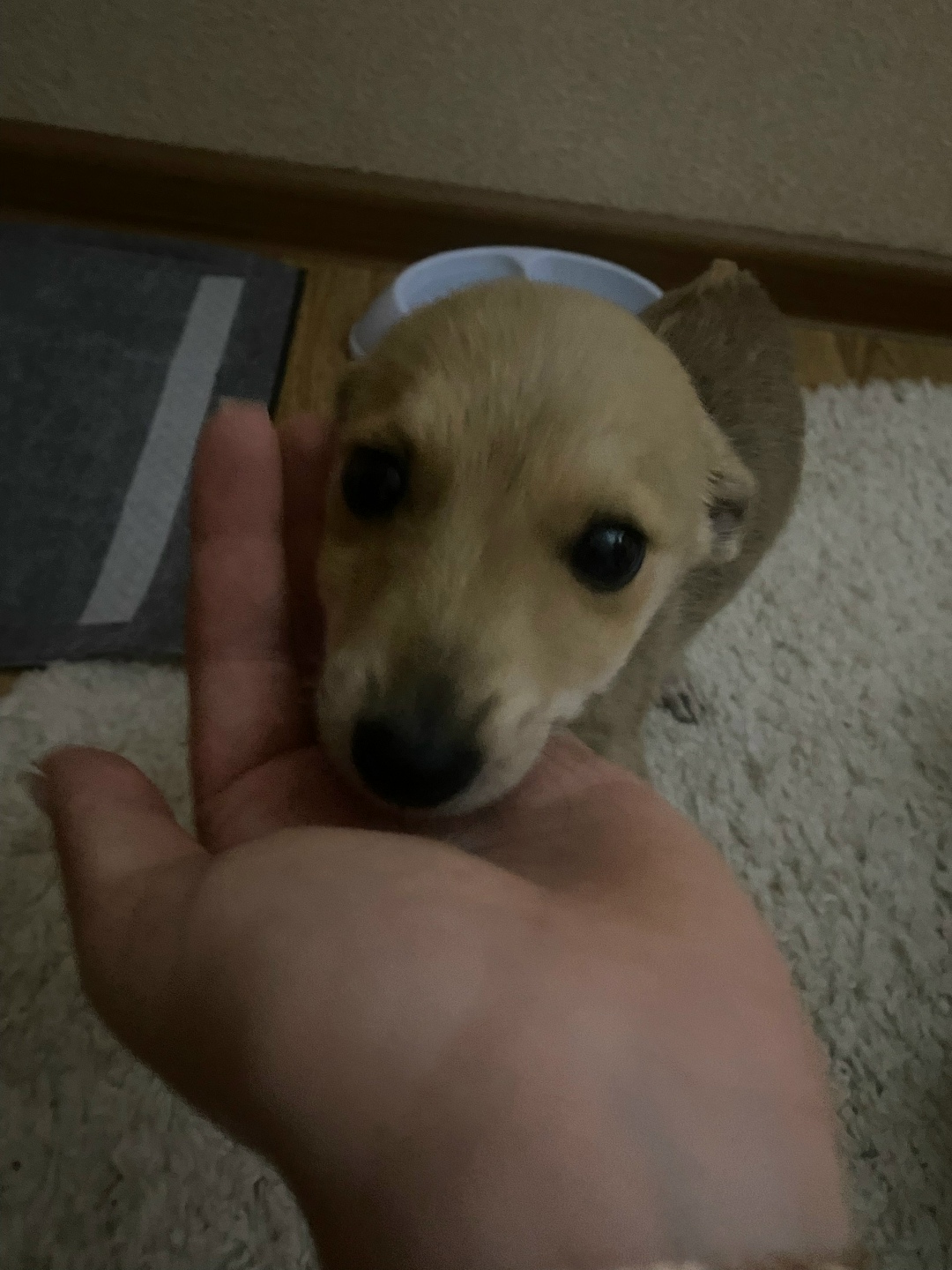 Найдена собака в Пятигорске — фото объявления