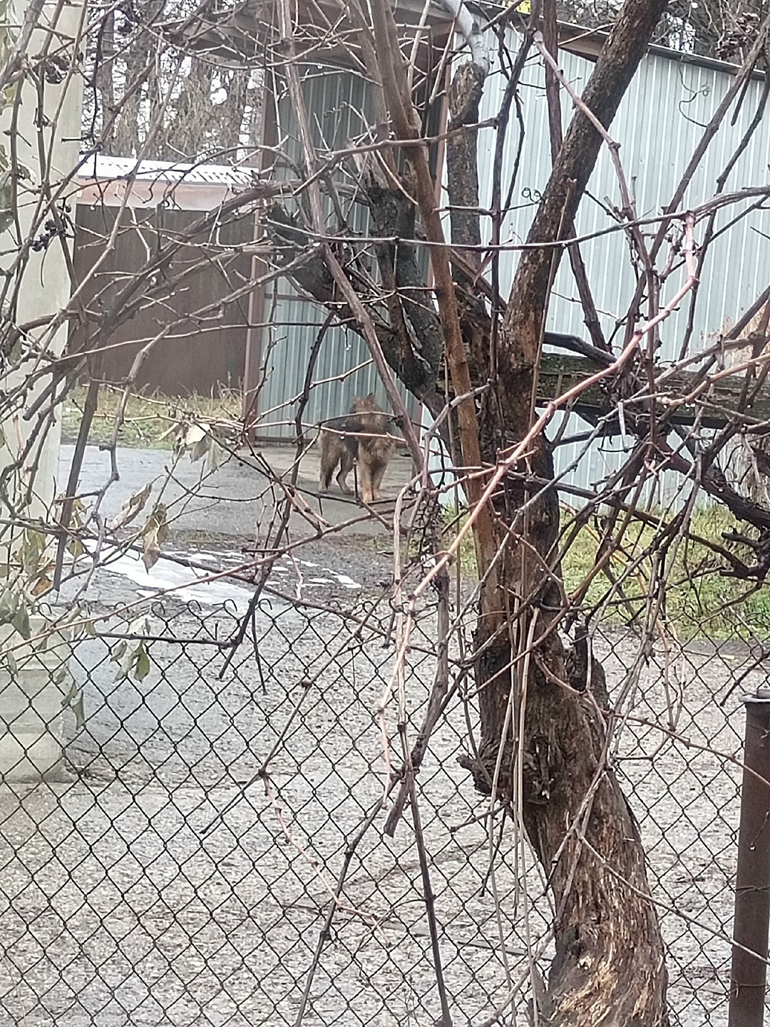 Найдена собака в Пятигорске — фото объявления