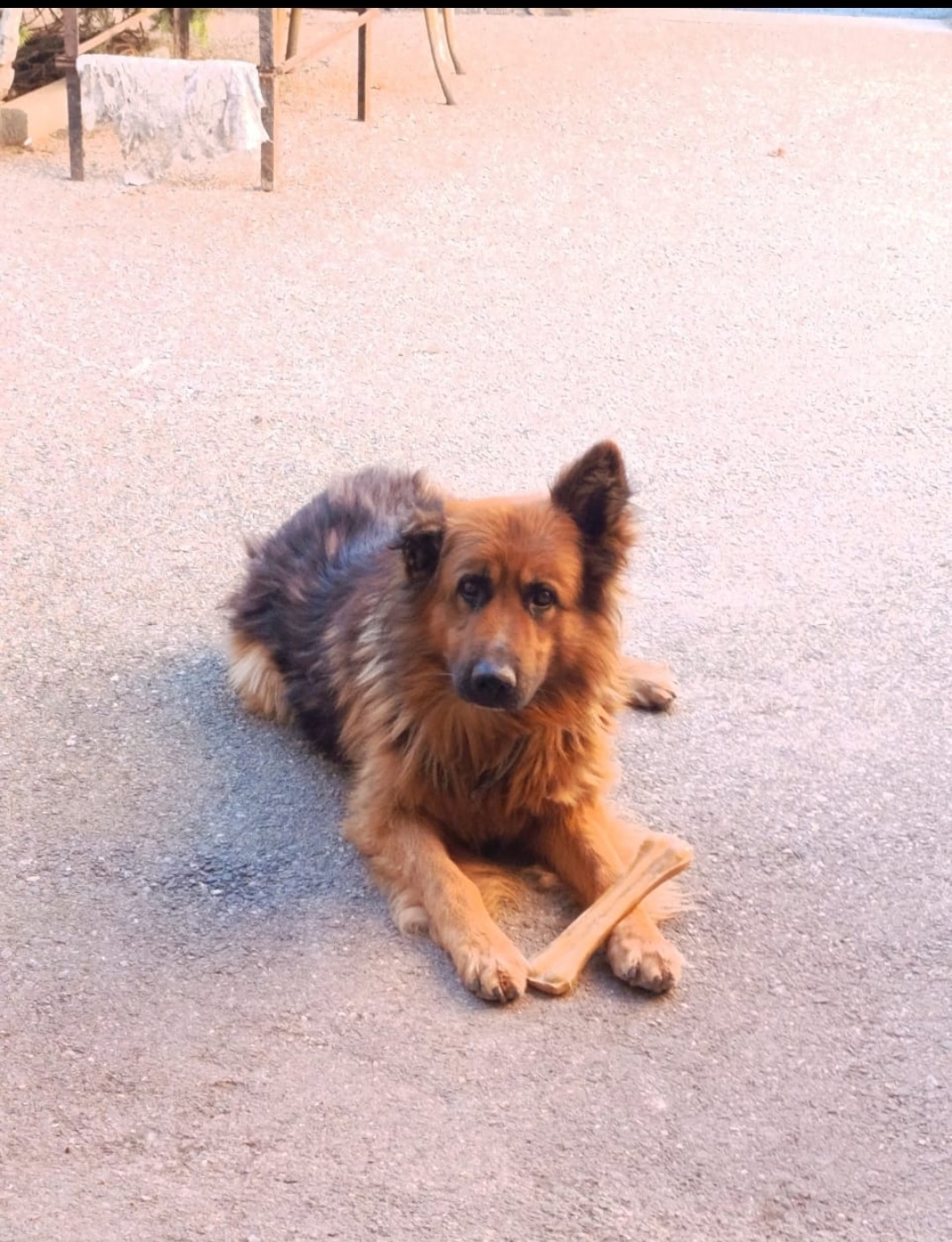 Пропала собака в Пятигорске — фото объявления