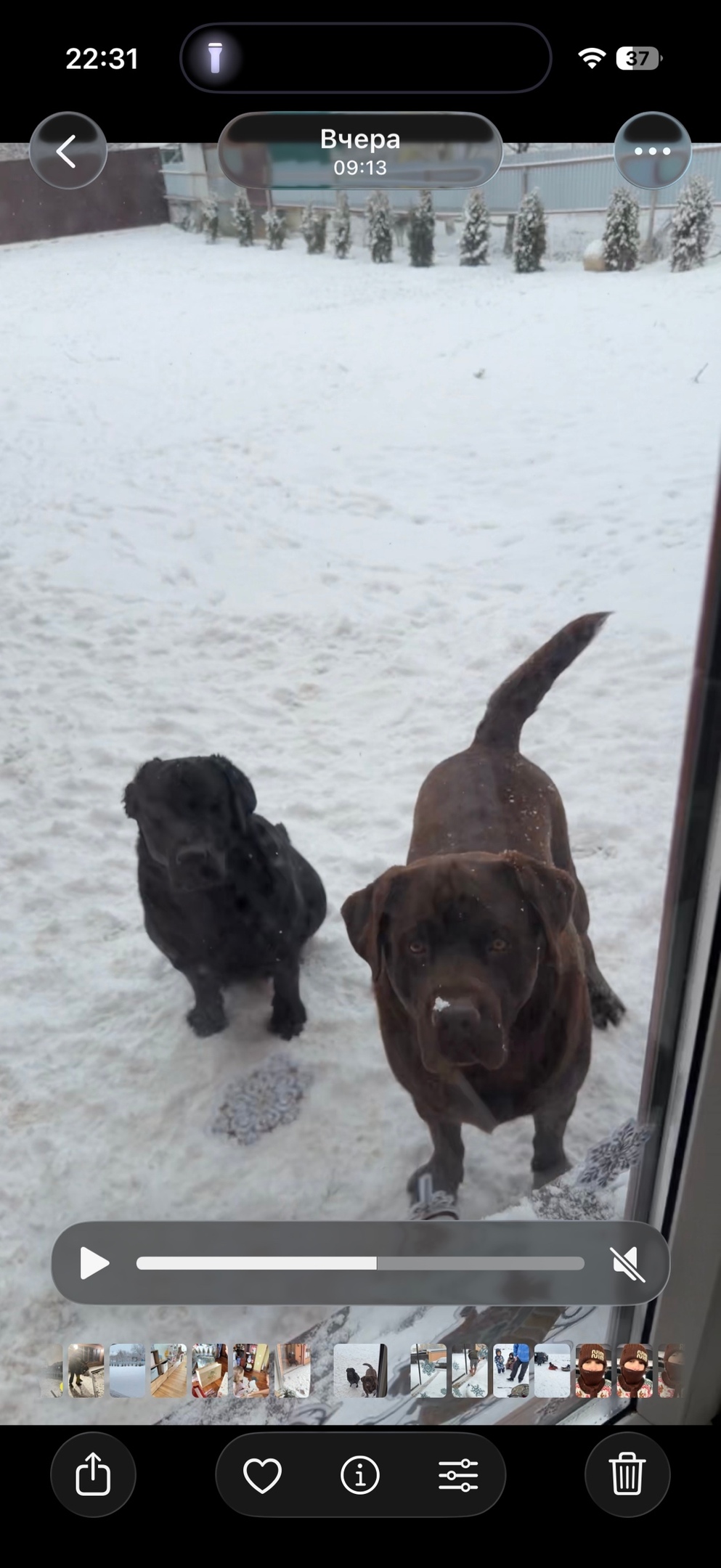 Пропала собака в Пятигорске — фото объявления