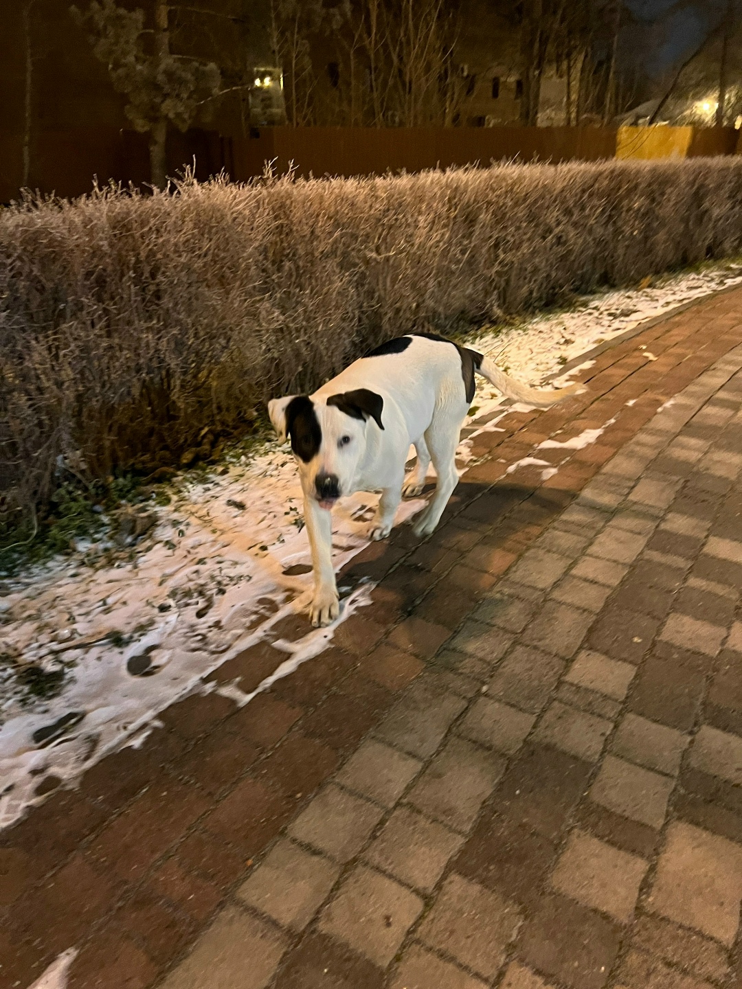 Пропала собака в Пятигорске — фото объявления