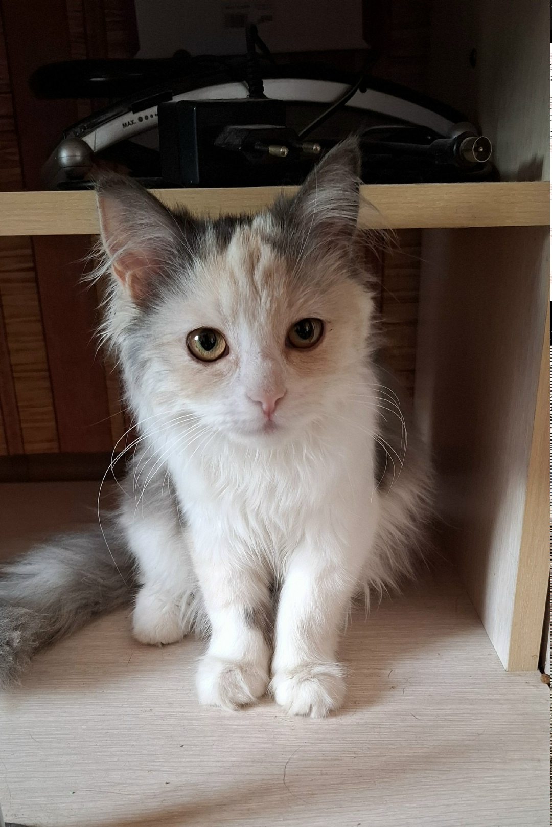 Найдена собака в Пятигорске — фото объявления