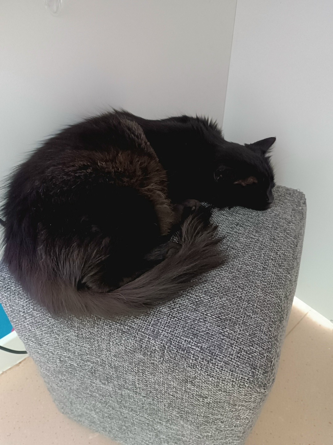 Найдена кошка в Пятигорске — фото объявления