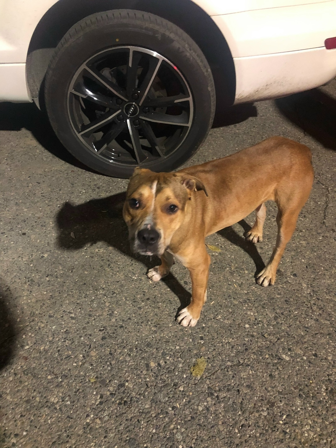 Найдена собака в Пятигорске — фото объявления