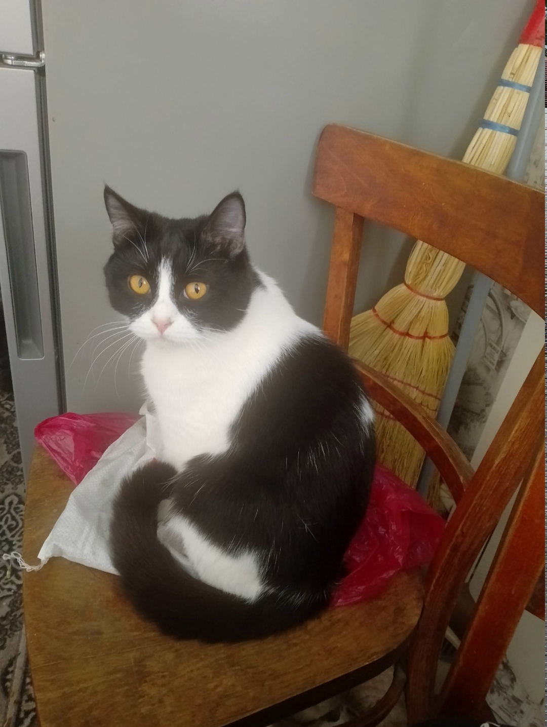 Пропала кошка в Пятигорске — фото объявления