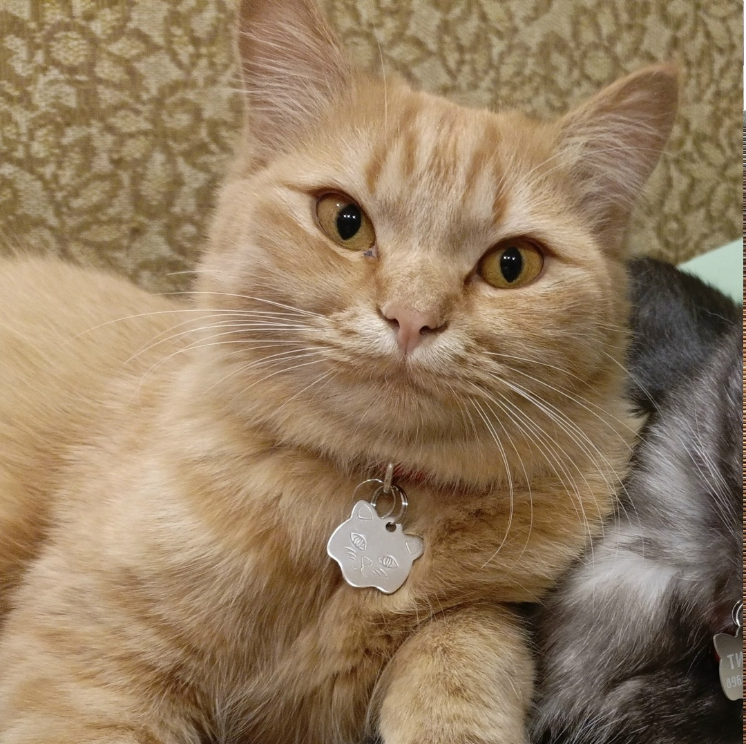 Пропала кошка в Пятигорске — фото объявления