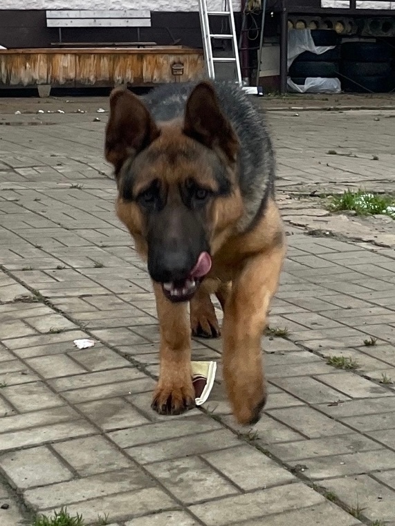 Пропала собака в Рыбинске — фото объявления