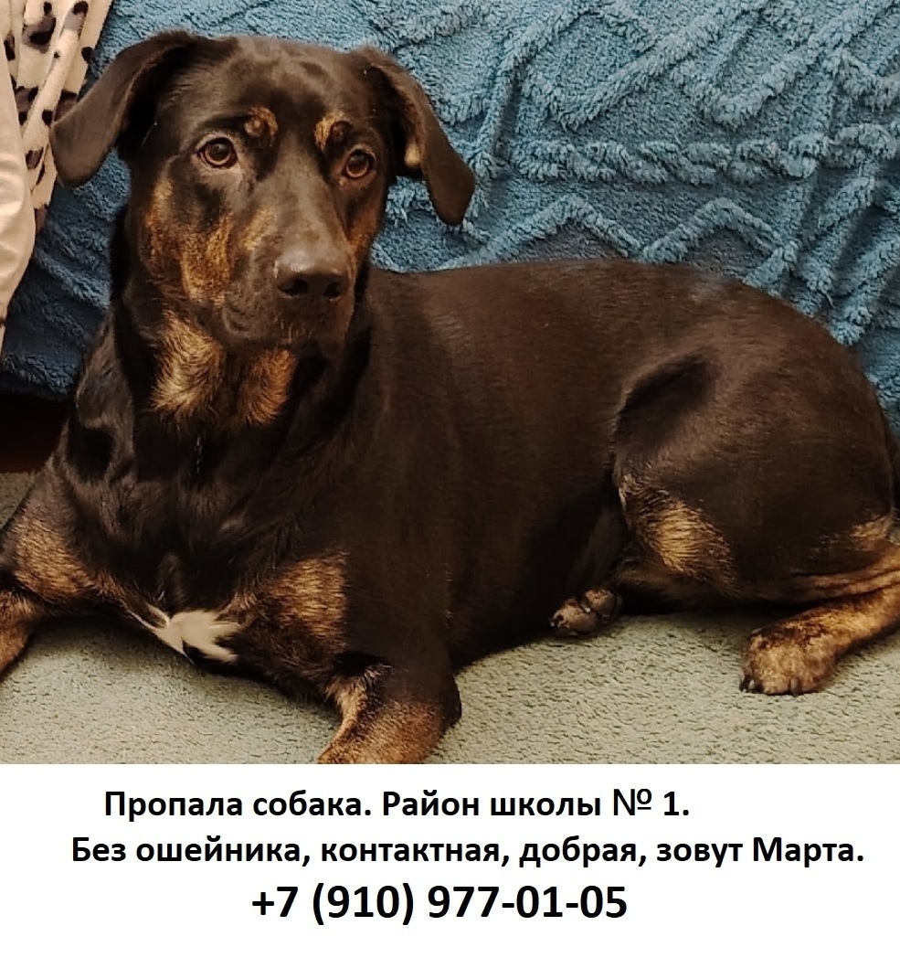 Пропала собака в Рыбинске — фото объявления