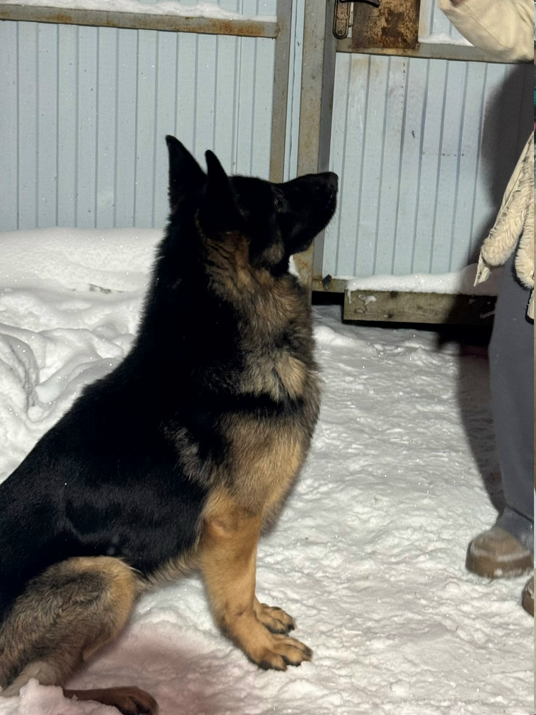 Пропала собака в Рыбинске — фото объявления