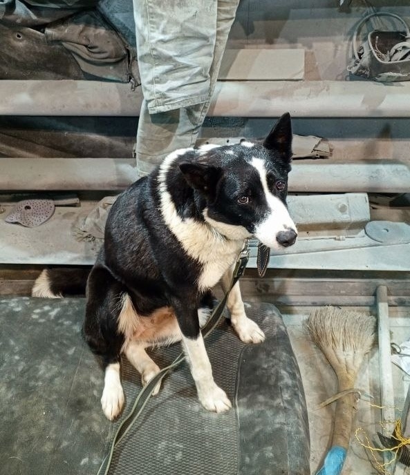 Найдена собака в Рыбинске — фото объявления