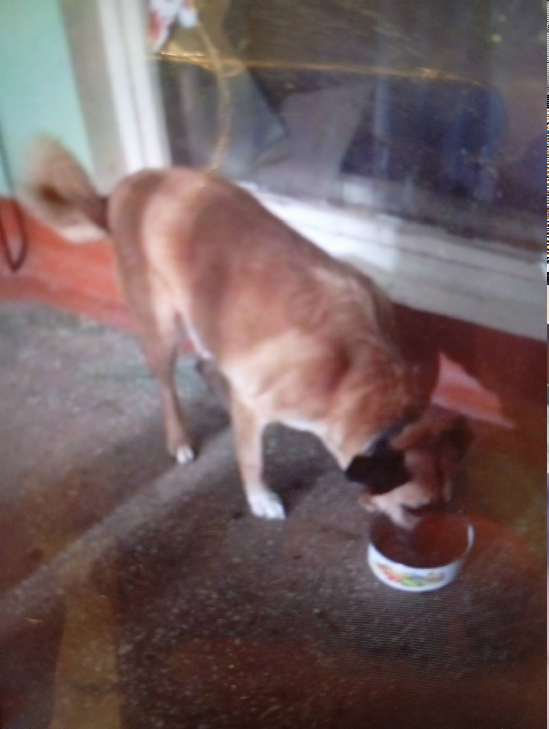 Пропала собака в Рыбинске — фото объявления