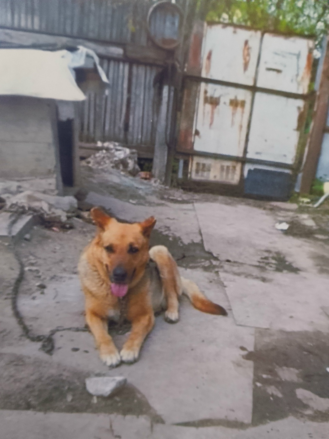 Пропала собака в Рыбинске — фото объявления