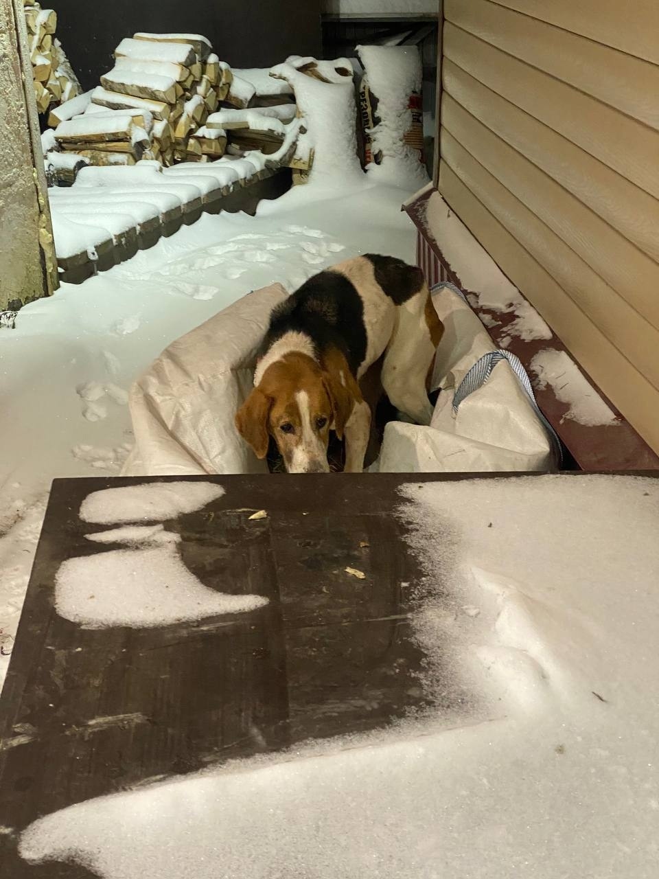 Найдена собака в Рыбинске — фото объявления
