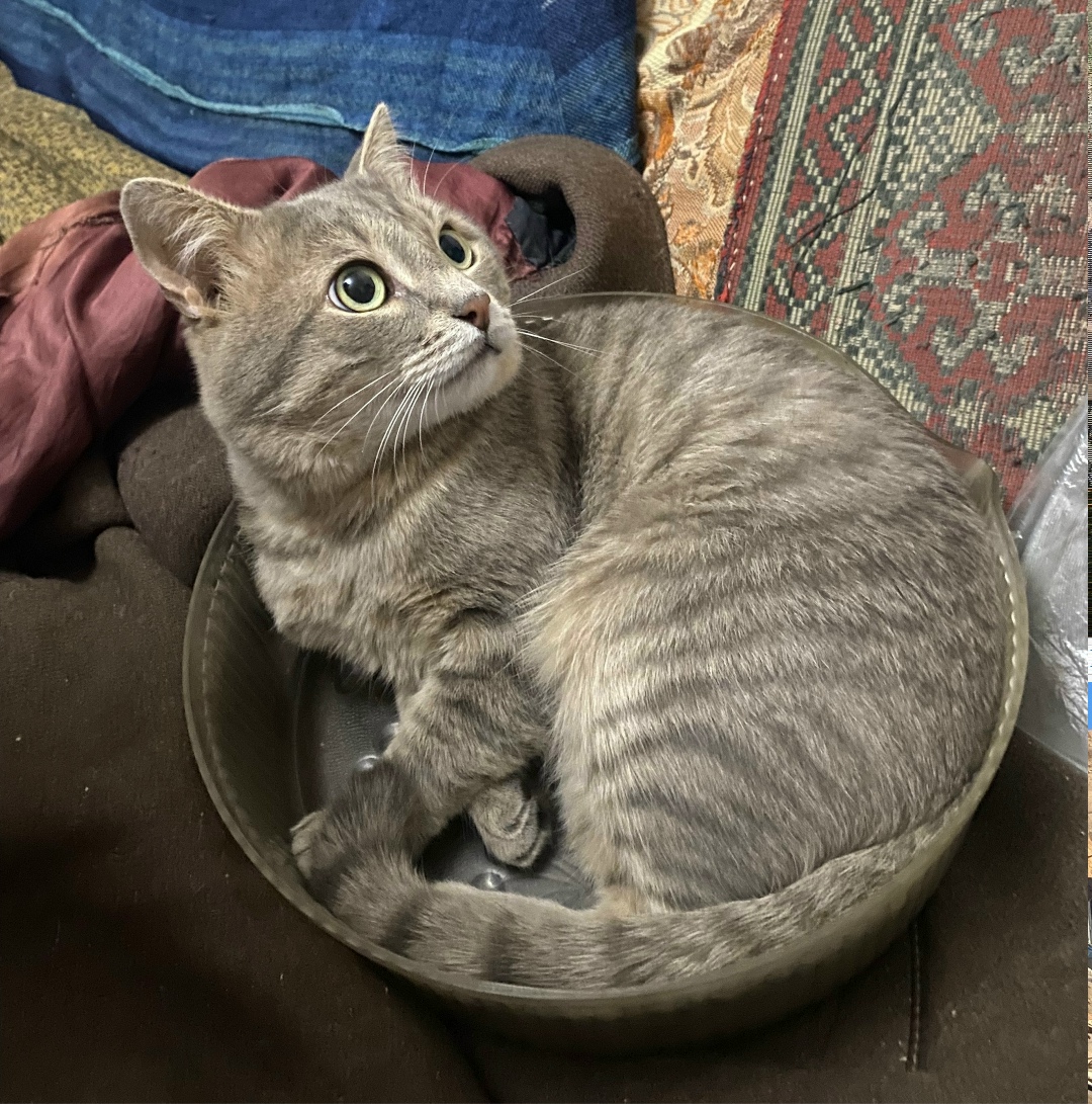 Найдена кошка в Рыбинске — фото объявления