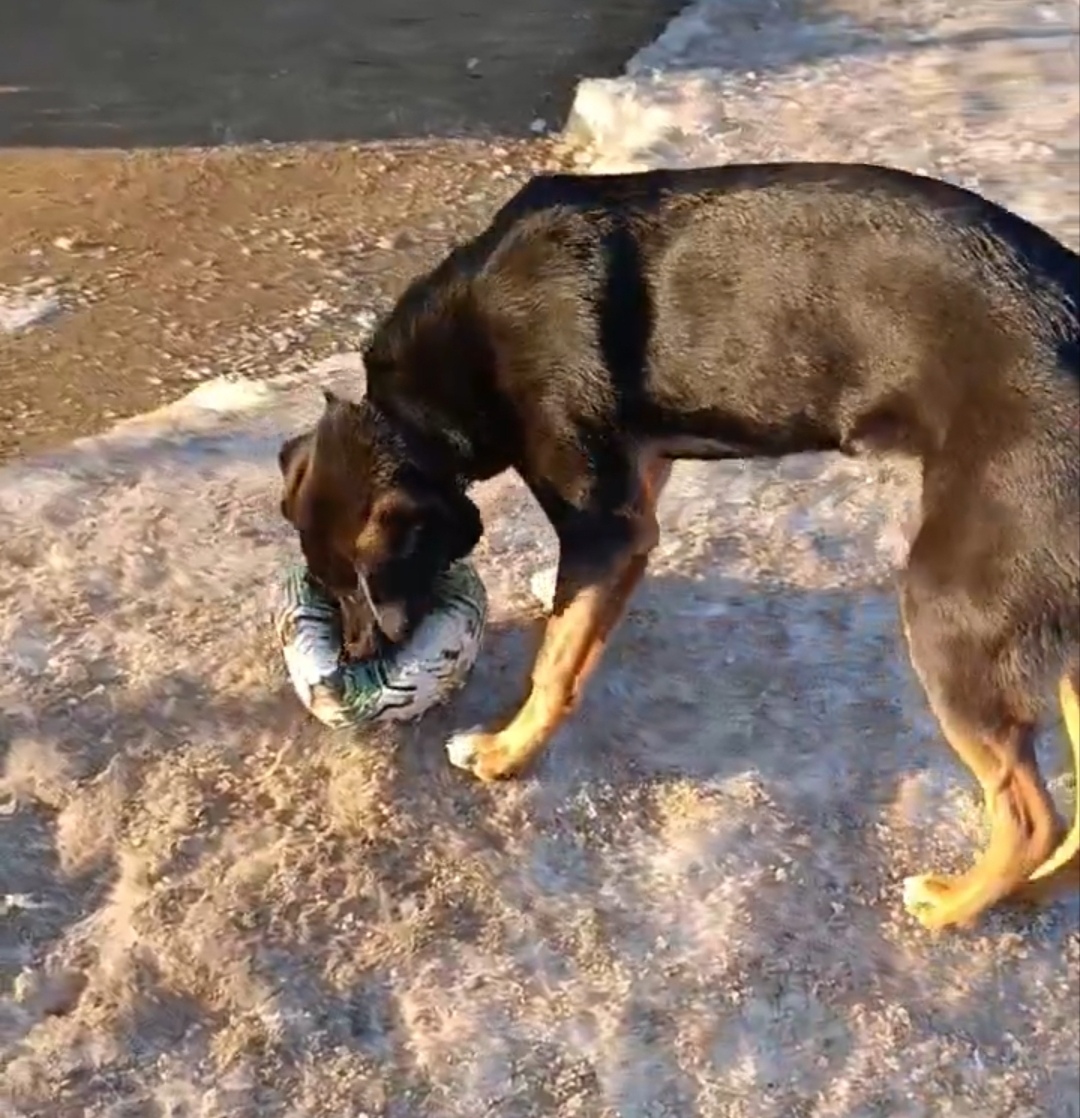 Найдена собака в Рыбинске — фото объявления