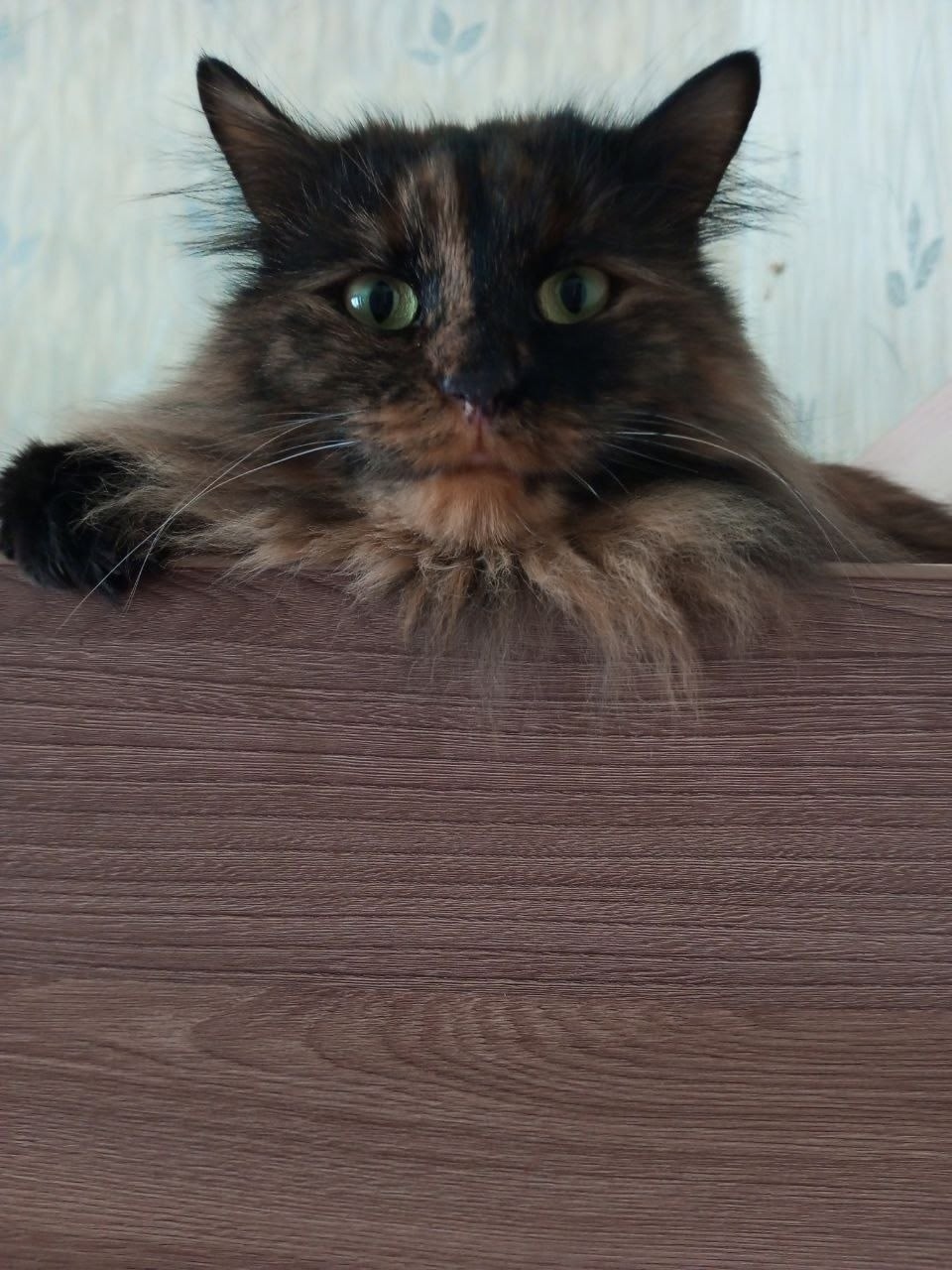 Найдена кошка в Рыбинске — фото объявления