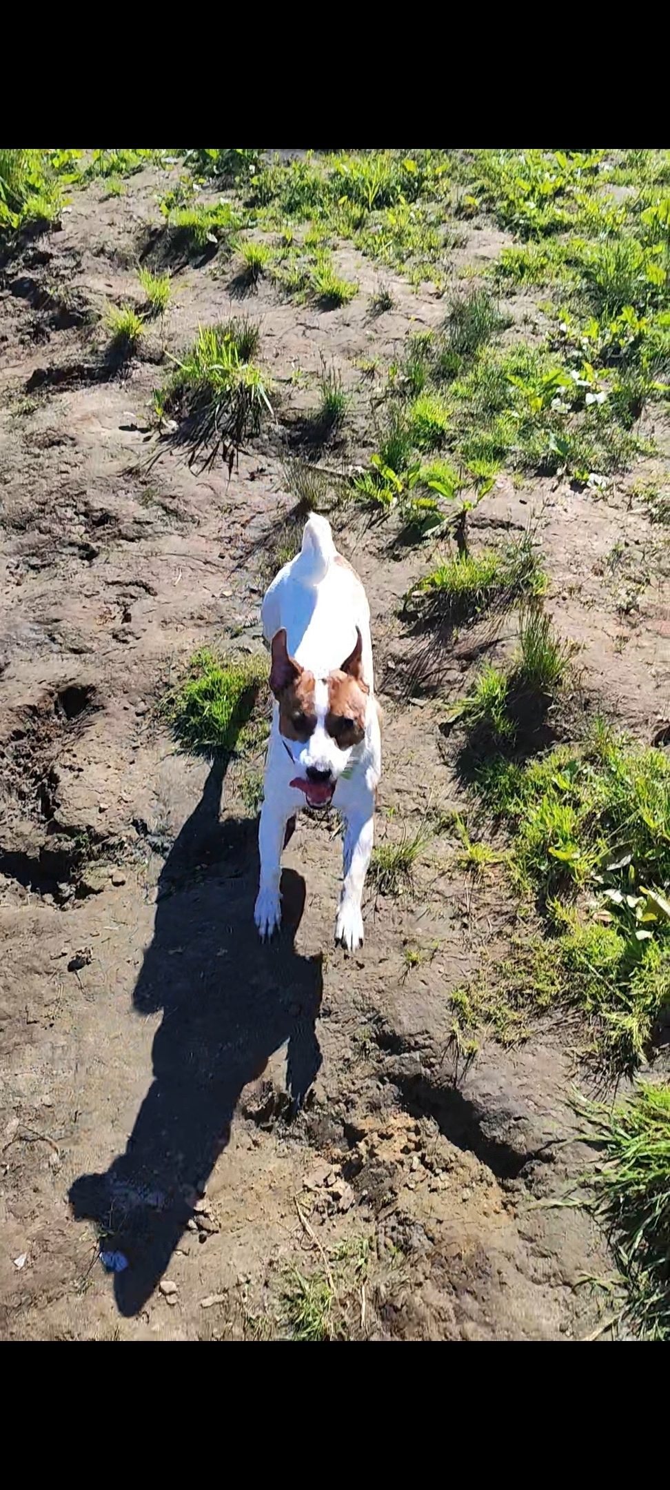 Пропала собака в Рыбинске — фото объявления