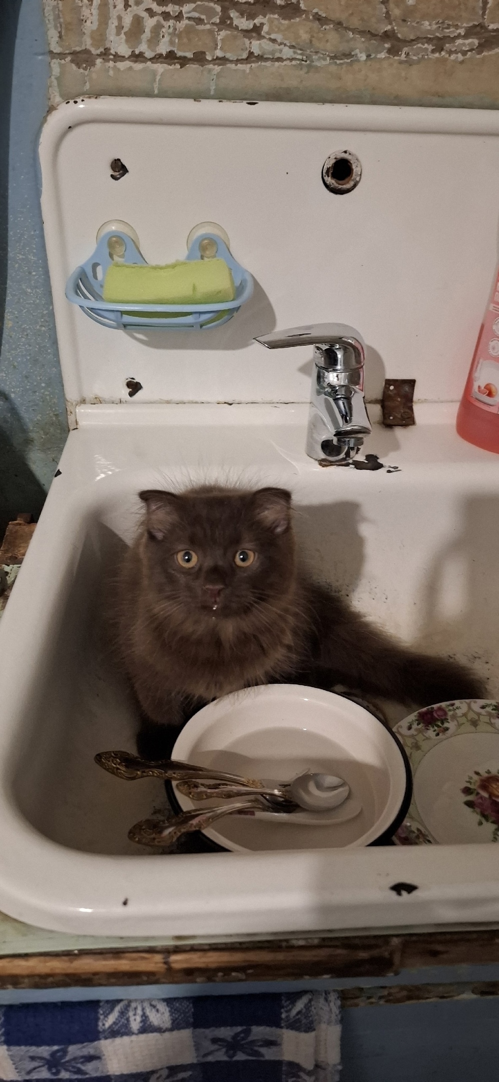 Пропала кошка в Рыбинске — фото объявления