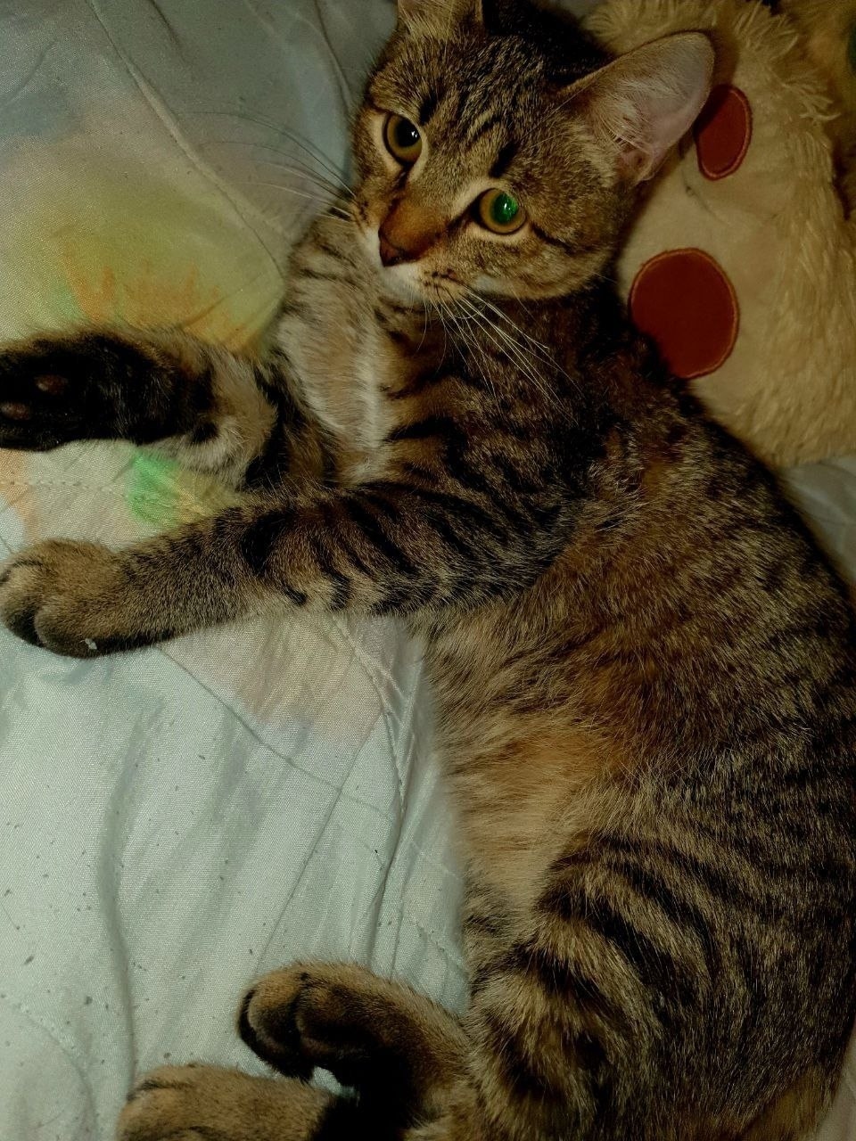 Пропала кошка в Рыбинске — фото объявления