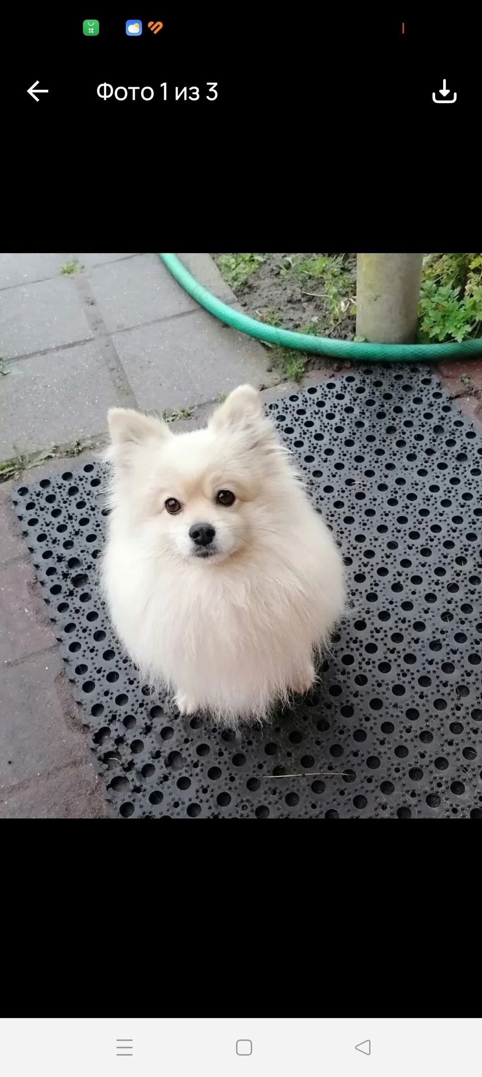 Пропала собака в Рыбинске — фото объявления