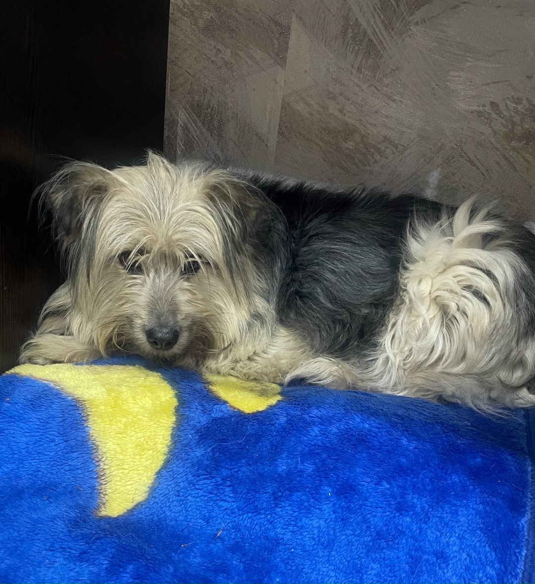 Пропала собака в Рыбинске — фото объявления