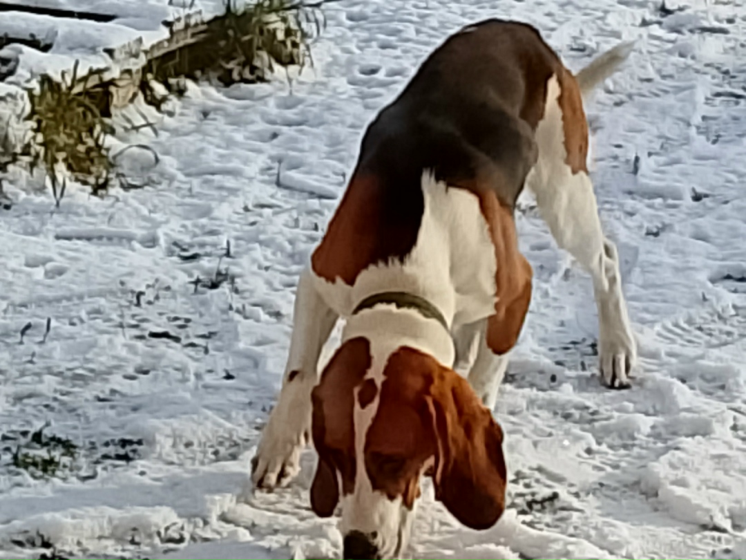 Найдена собака в Рыбинске — фото объявления
