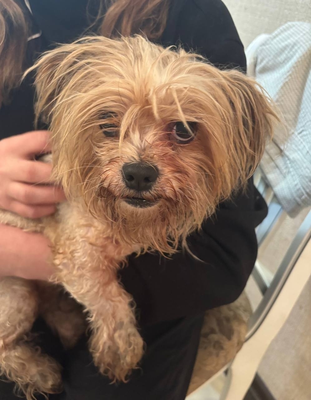 Найдена собака в Рыбинске — фото объявления